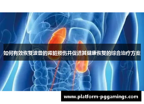 如何有效恢复波普的肾脏损伤并促进其健康恢复的综合治疗方案